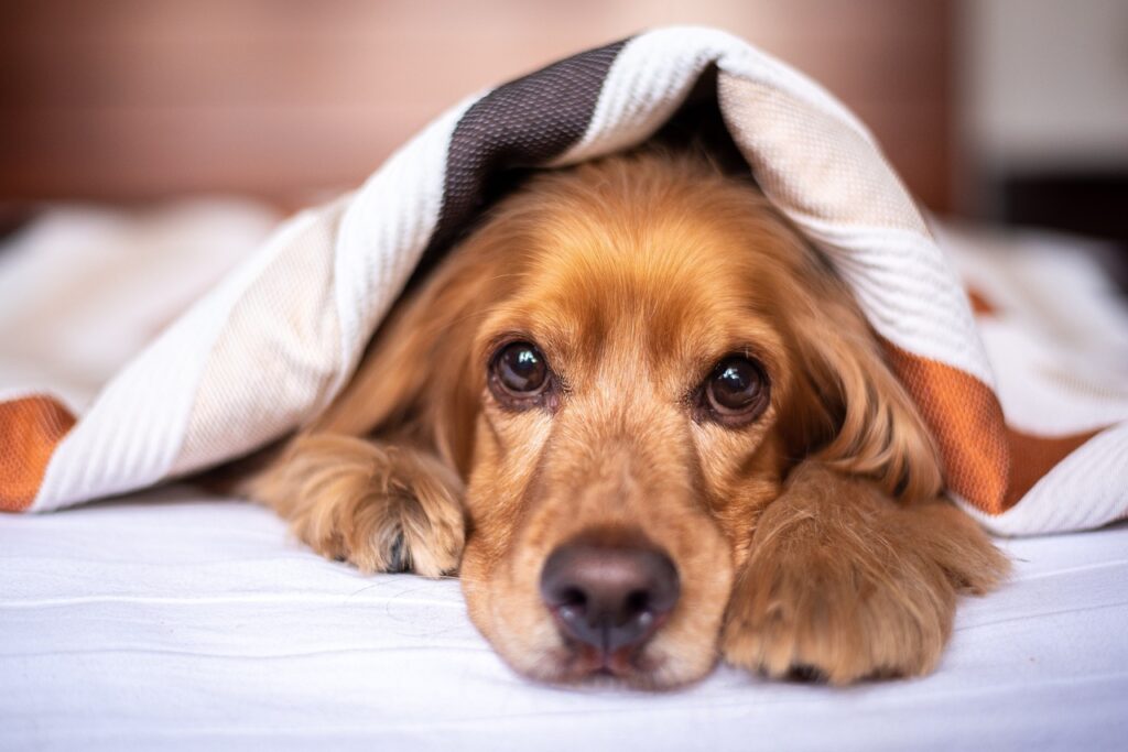 Kranke Hunde brauchen Pflege