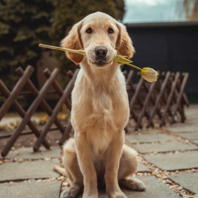 yellow Labrador retriever biting yellow tulip flower