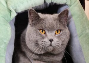 Charming British Shorthair cat lounges in a soft bed with striking yellow eyes.